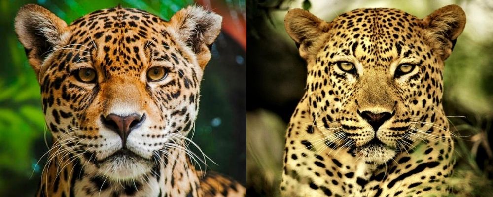 leopard v jaguar head