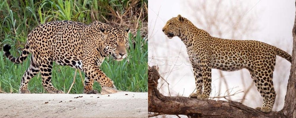 jaguar v leopard body shape