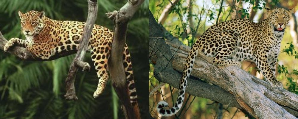 jaguar v leopard tail
