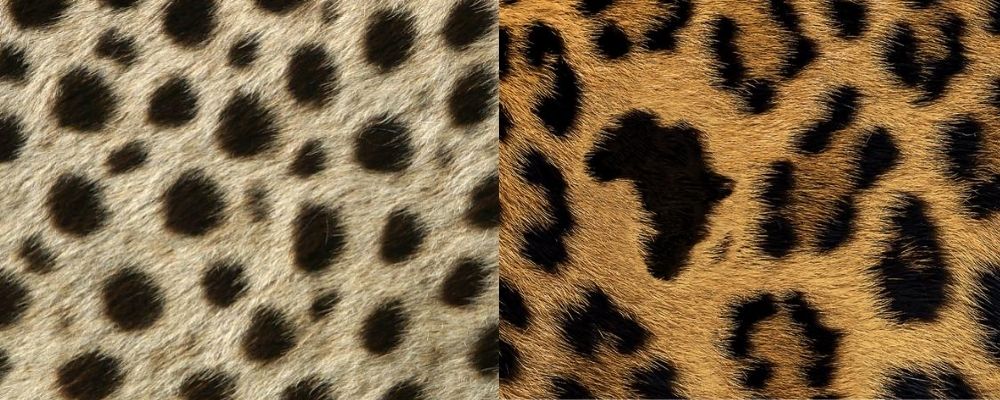 Cheetah Vs Leopard: 7 Key Differences Between These Big Cats