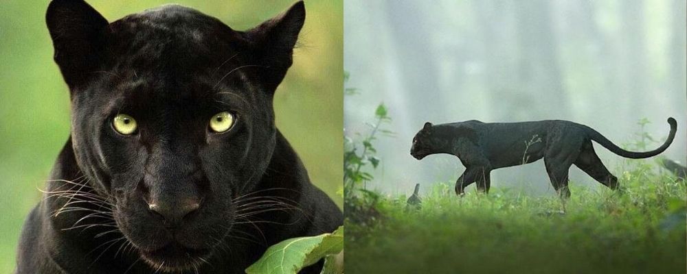A black panther close up and in profile