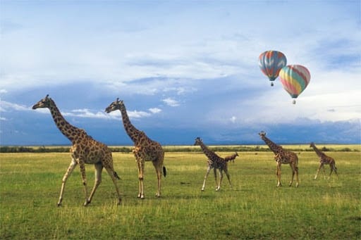 Balloon safaris