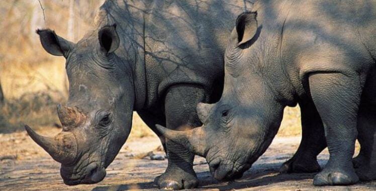 two southern white rhinos - no longer an endangered species Africa