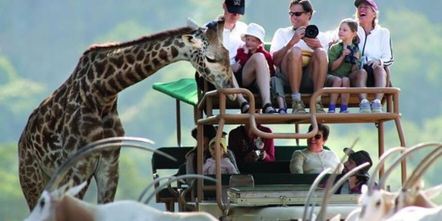 giraffe at safari west safari park