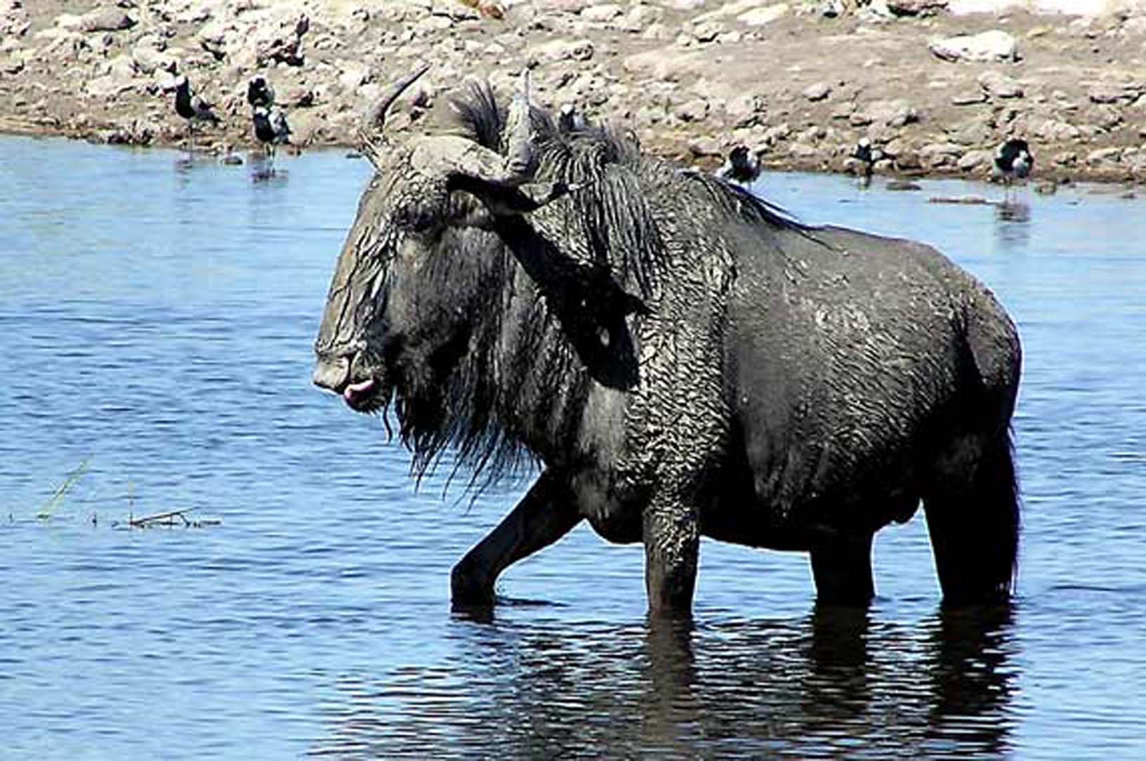 The "Ugly Five": Wildebeest