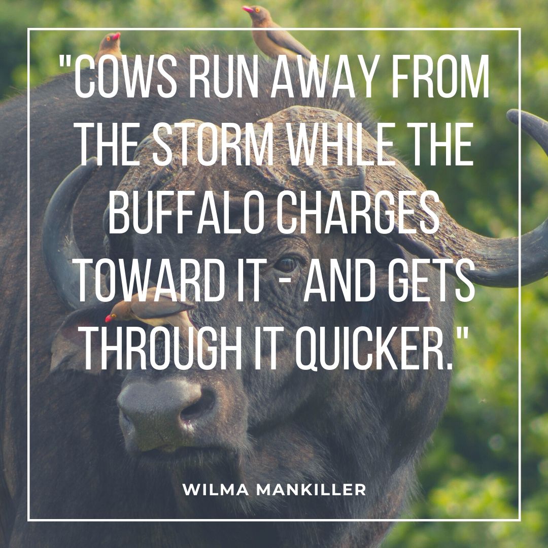 buffalo quote