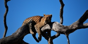 leopard lies on the branch of a sparse tree, with blue sky behind