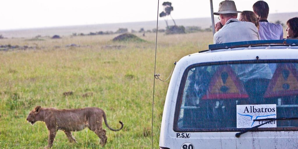 group safari viewing a lion