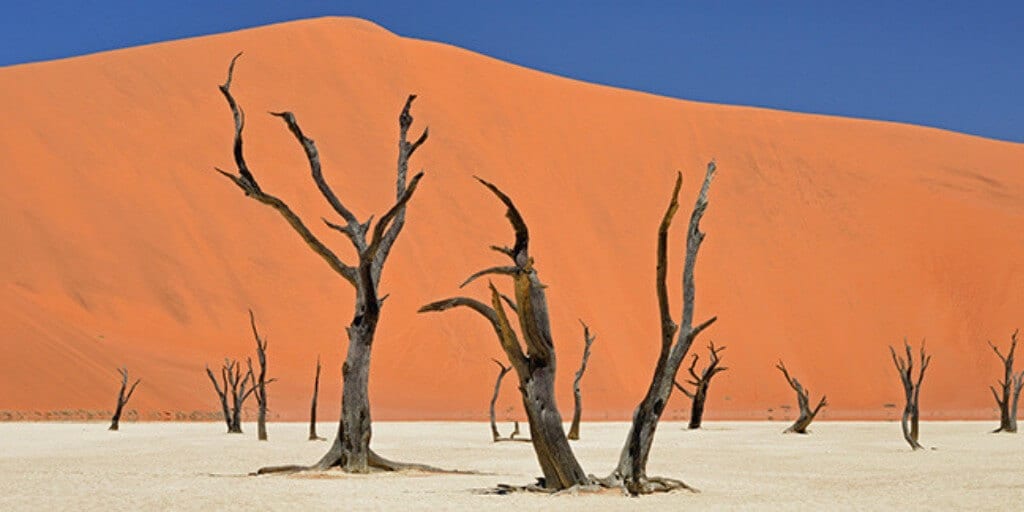 Parched dead trees standing in front of an orange sand dune, white sand floor and bright blue sky