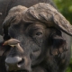 close up of cape buffalo head and horns, one of the big five