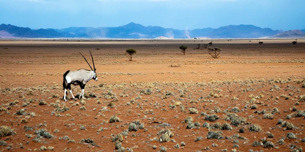 African national park - Namib Naukluft with oryx