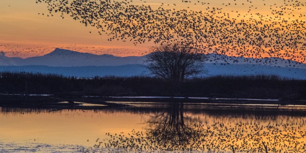 Panoramic shot of huge flock of birds silhouetted in sunset over mountain