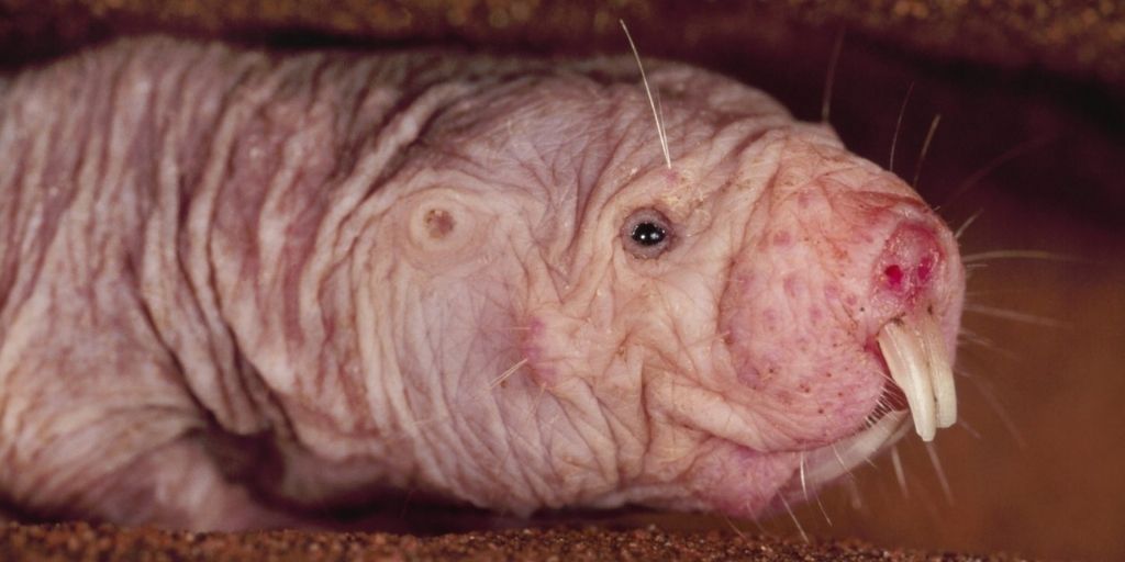 Naked mole rat - ugly animal