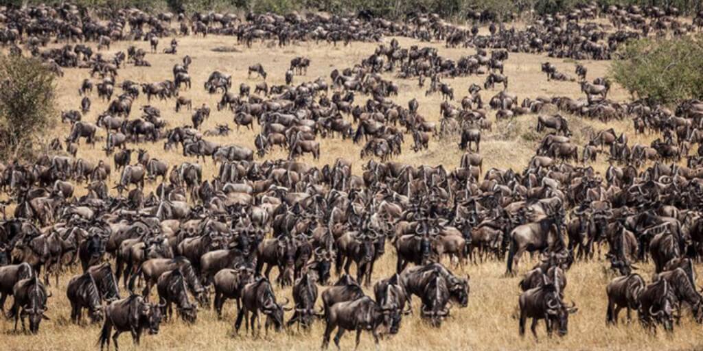 Great Wildebeest Migration: When, Where & How To Watch✔️