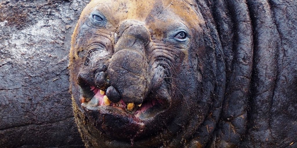 Ugly Animals: 15 Of The Ugliest Species, With Pics ☣️