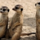 3 meerkats standing and looking - part of the shy five group of animals
