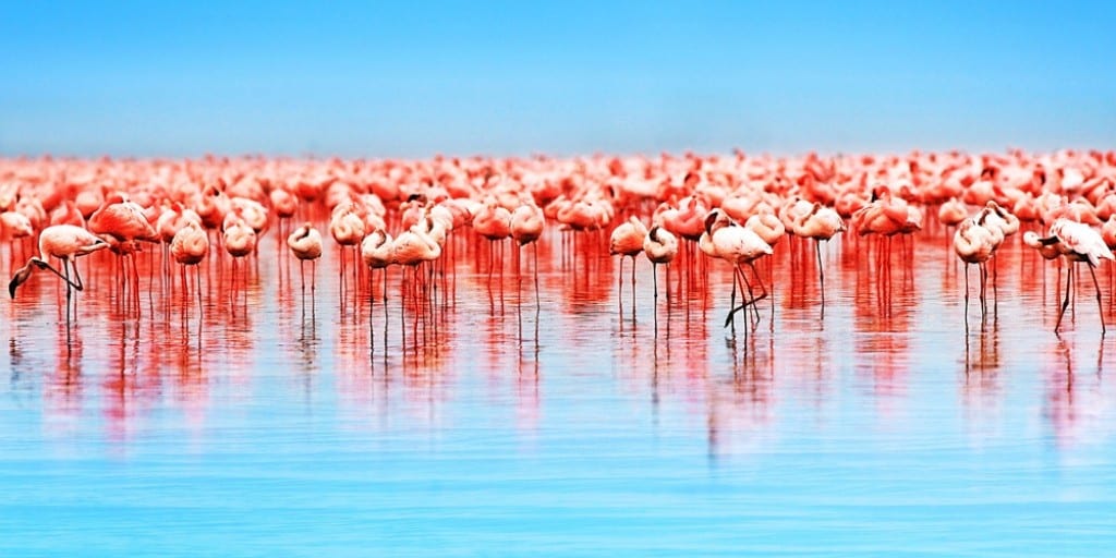thousands of flamingos standing in blue water, with blue sky above