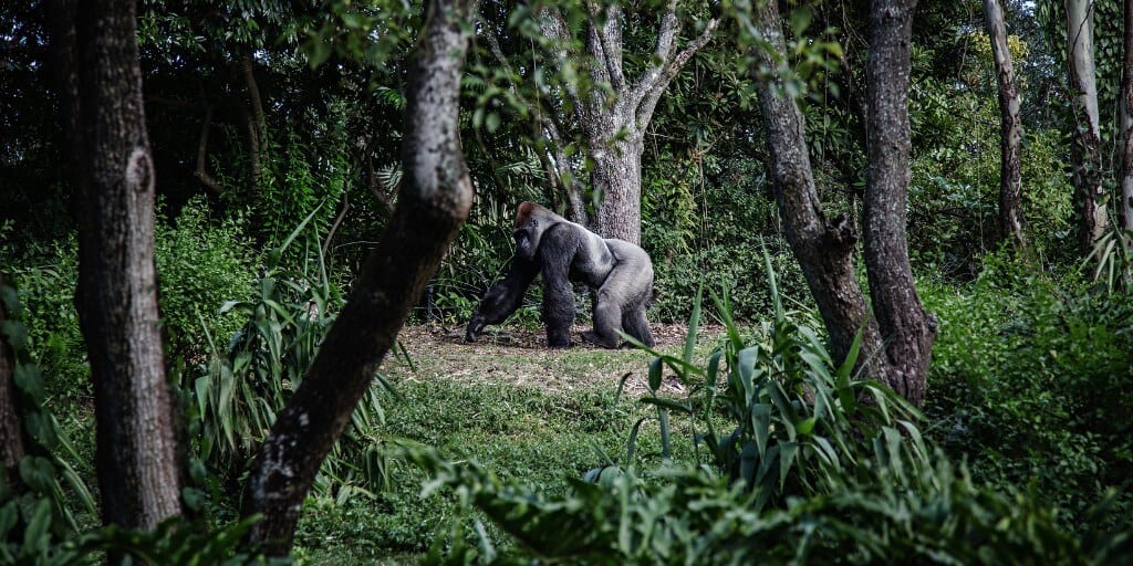 Silverback mountain gorilla seen from a distance walking through the Rwandan rainforest