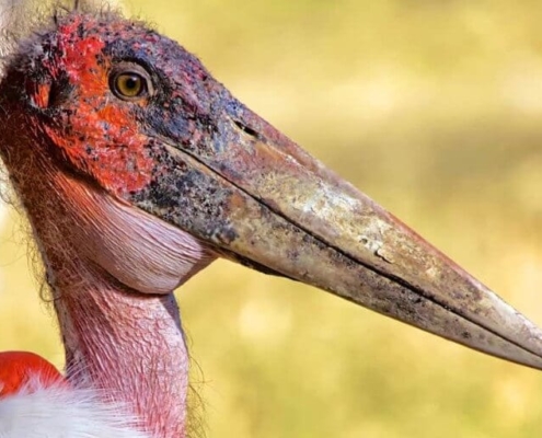 A maribou stork (of the ugly five) head and shoulders in profile with long speckled yellow beak