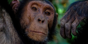 chimp at mahale national park looking directly at camera