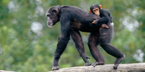 mother carrying baby chimpanzee on back