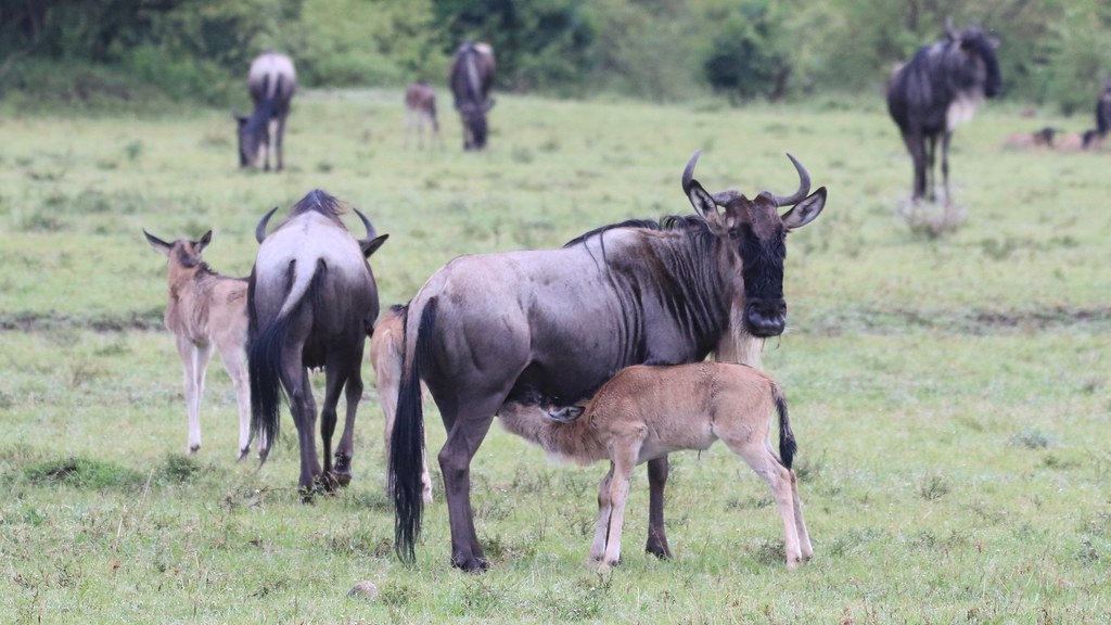 wildebeest calf feeding from its mother