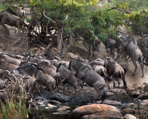 Wildebeest scrambling out of the Grumeti River