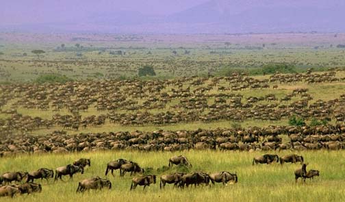 huge herd of wildebeest on grass plain of Ndutu