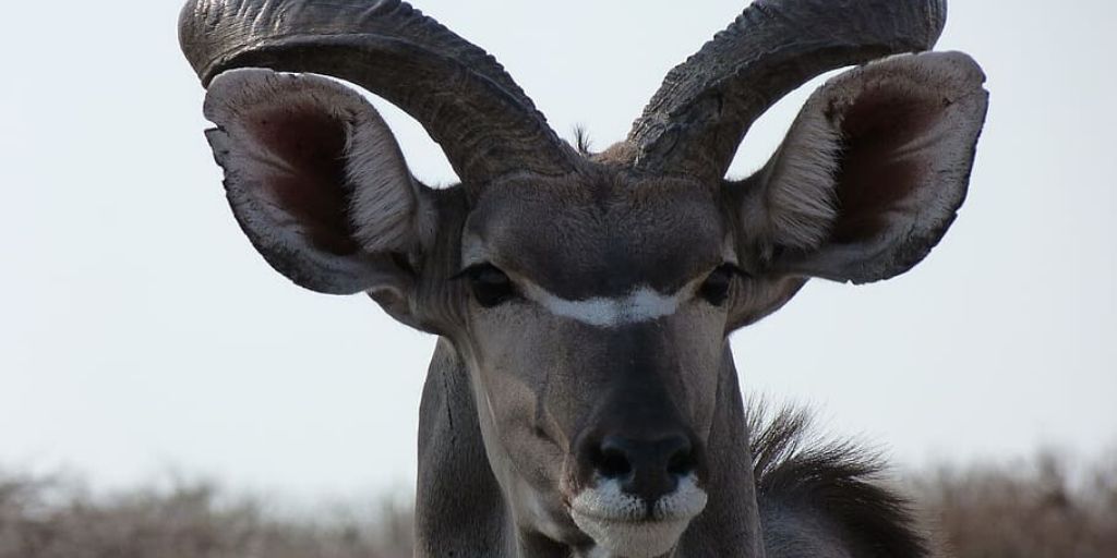 kudu male head