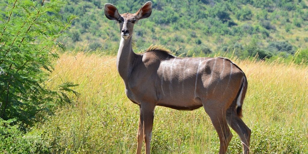 kudu female standing in green grass