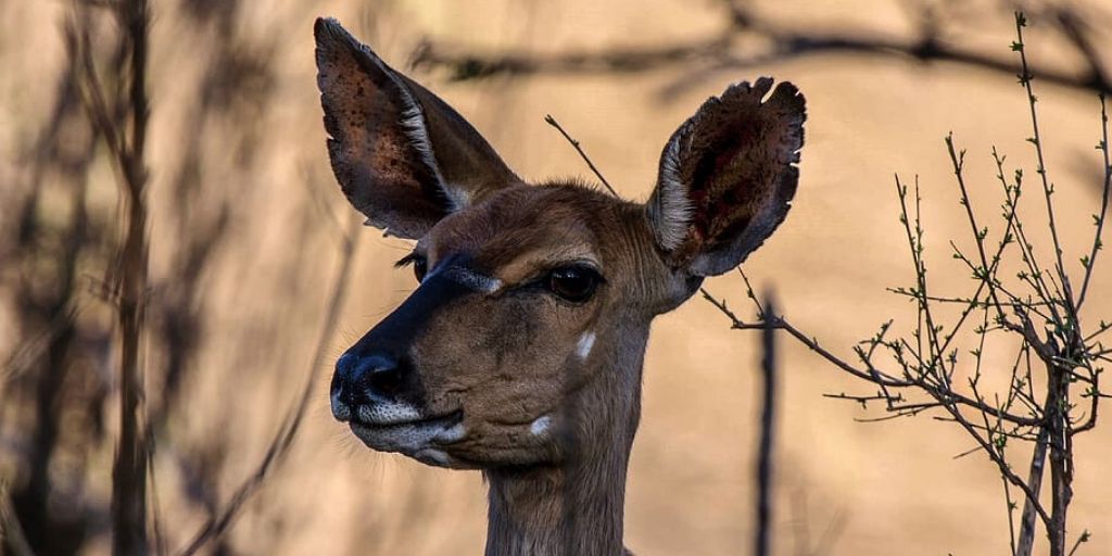 kudu female head