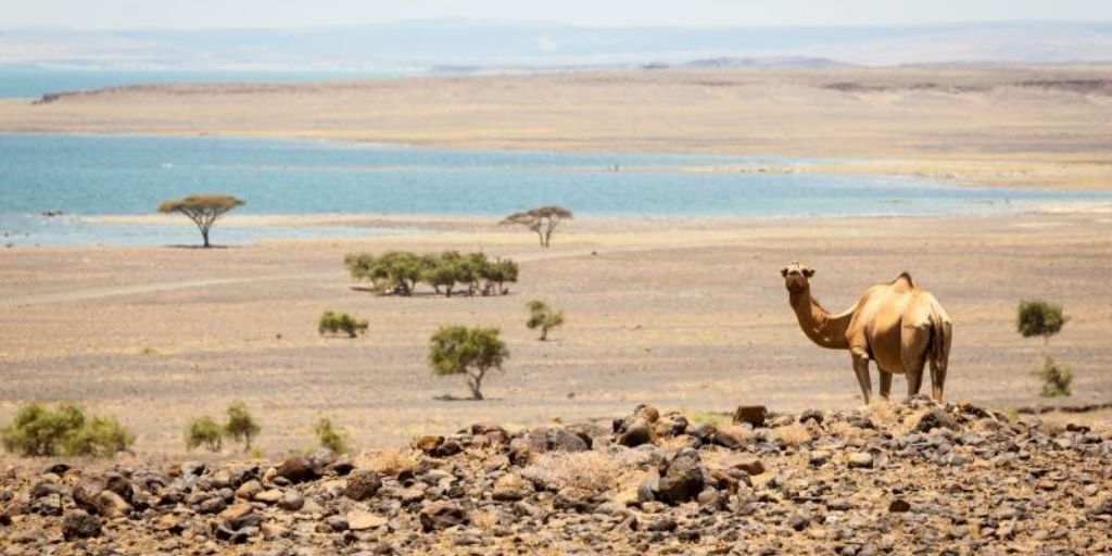 Camel standing in Chalbi desert, Kenya, in front of lake