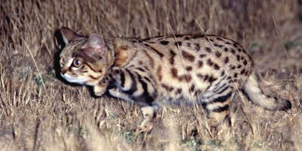 Black Footed Cat A Complete Guide To The African Black Footed Cat