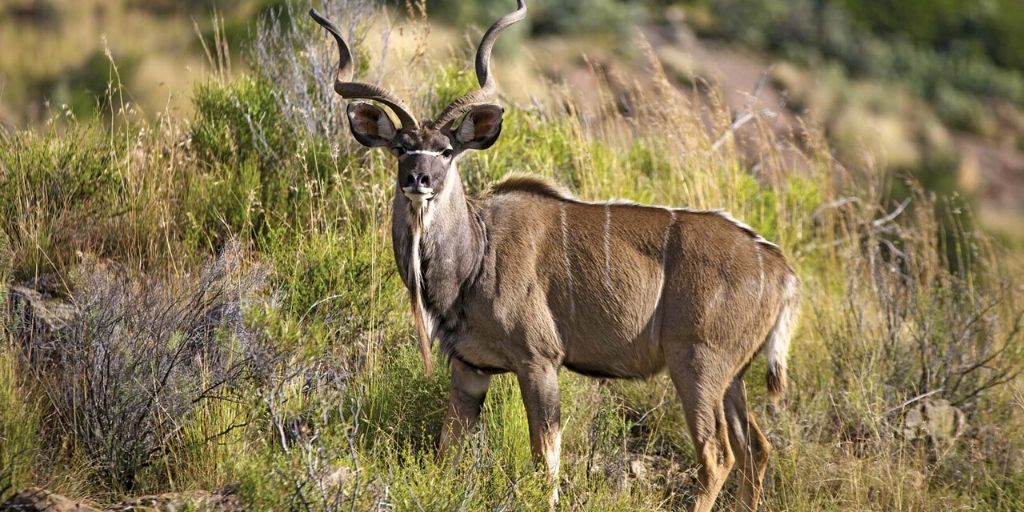 Kudu Horn Natural Medium African Antelope Kudu Horn Animal Horn Horn Shofar 