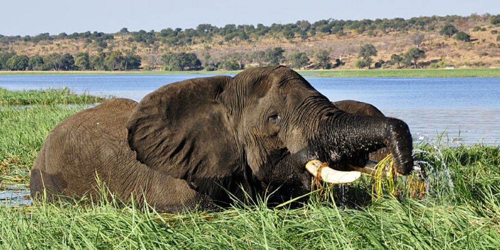 elephant in chobe river