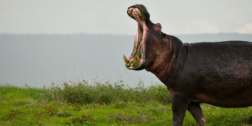 бегемот, ходящий по суше с открытой пастью - одно из самых опасных животных Африки
