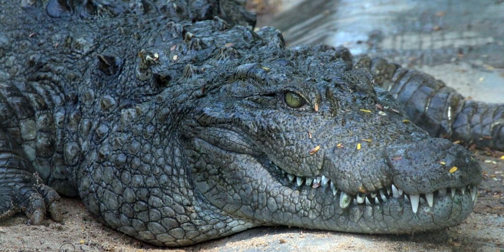 крокодил подстерегает добычу