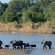 elephant family crossed luangwa river