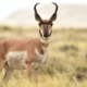 Pronghorn - fastest antelope on earth