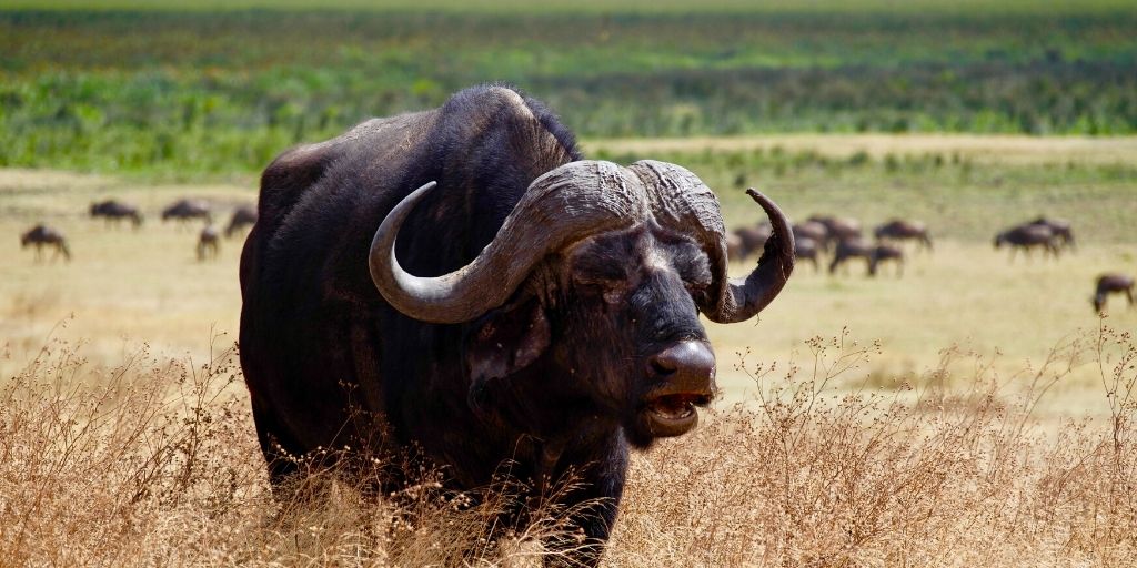 African Buffalo - South African Wildlife Guide