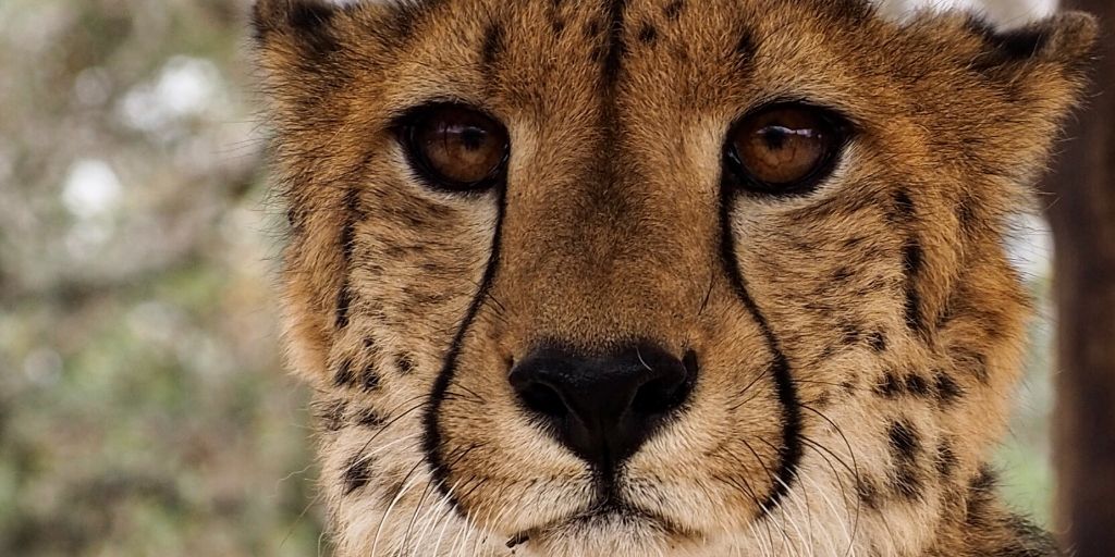 Cheetah, The Fastest Land Animal: A Complete Guide✔️