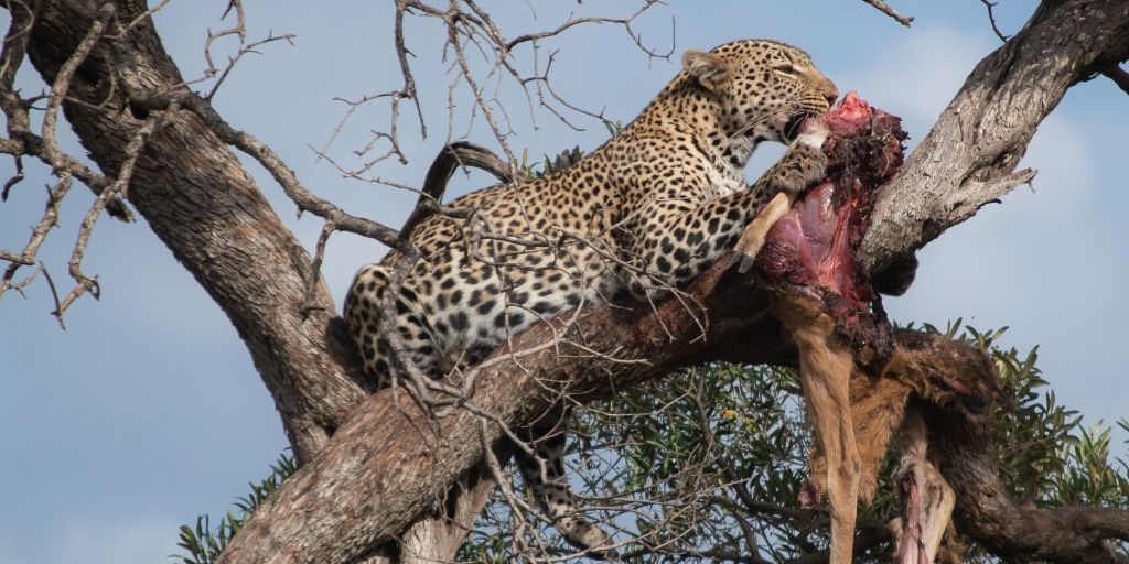 leopard eating carcass in tree