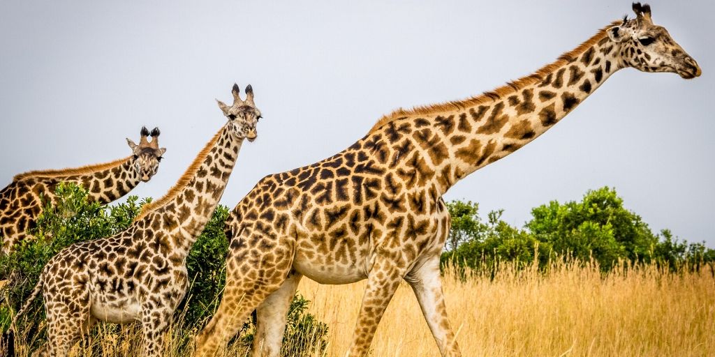 giraffe mother with two young
