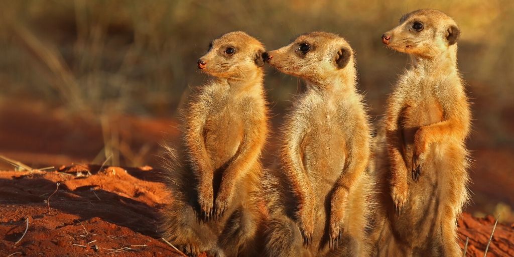 three meerkats standing in the sun