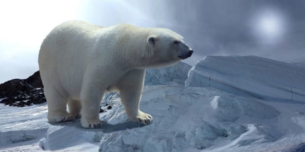 polar bears predators that hunt humans