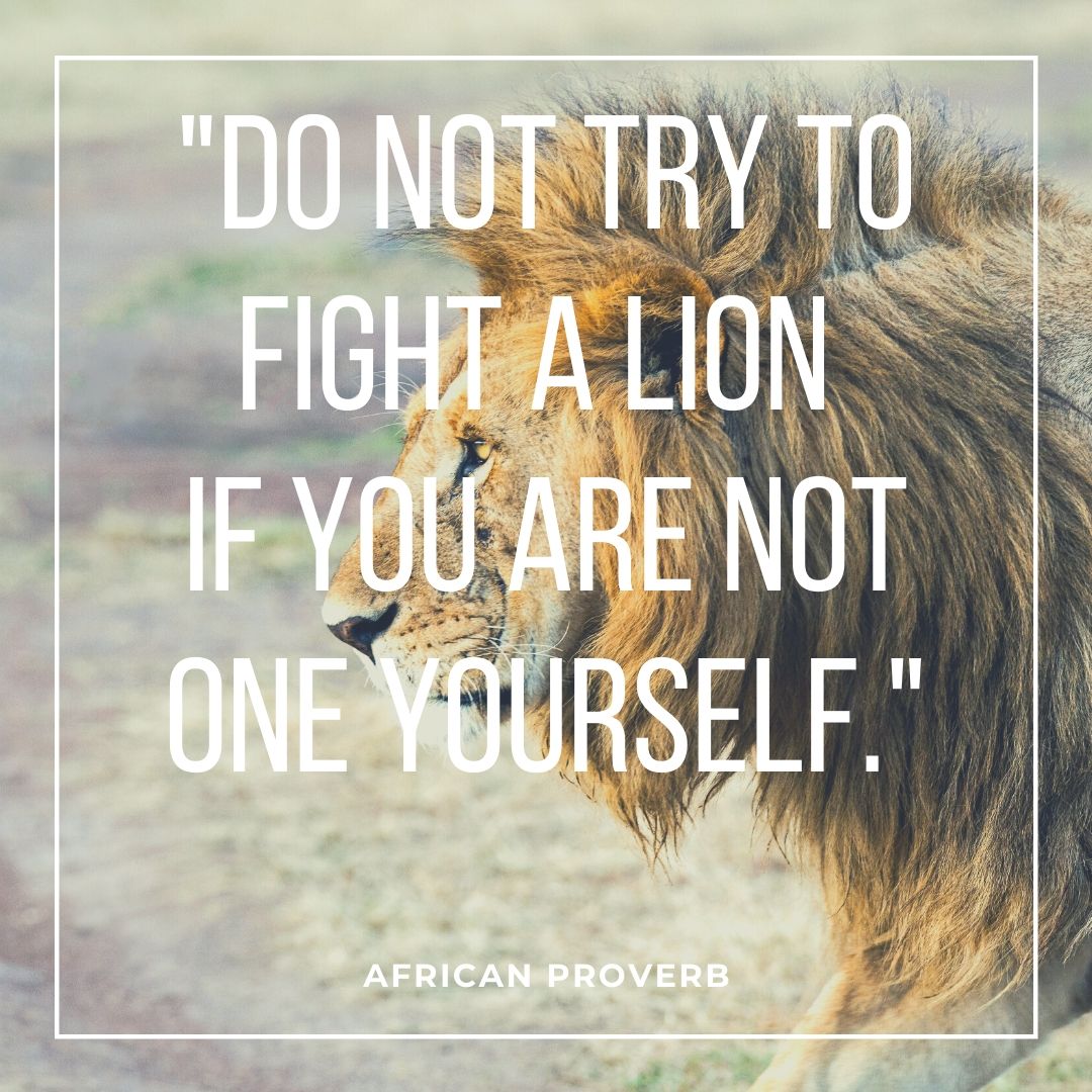 safari quotes about lions