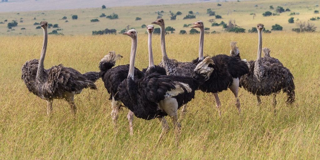 world's largest bird, the ostrich