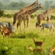 safari animals on the green plains - vista includes giraffes, impala,