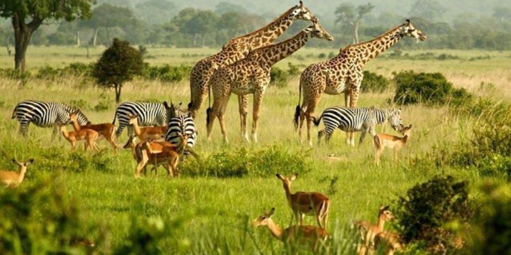 Safari Animals: 15 Iconic Animals To Spot On A Game Drive ✔️