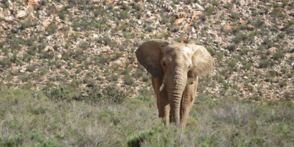 elephant at aquila - big five in south africa!